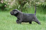 CANE CORSO 1050